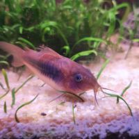Corydoras aeneus #1