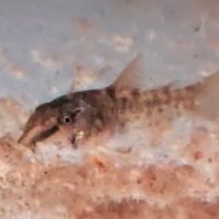 Corydoras aeneus #0