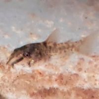 Corydoras aeneus #5