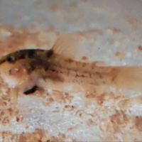 Corydoras aeneus #6