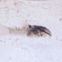 Corydoras aeneus #7