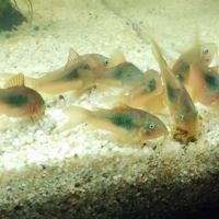 Corydoras aeneus #0