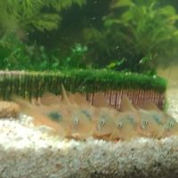 Corydoras aeneus #2
