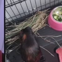 Cochon d’inde shelty