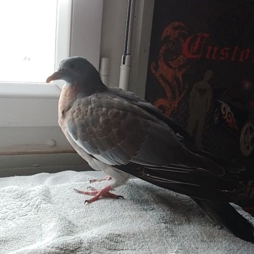 Bébé pigeon ramier #0