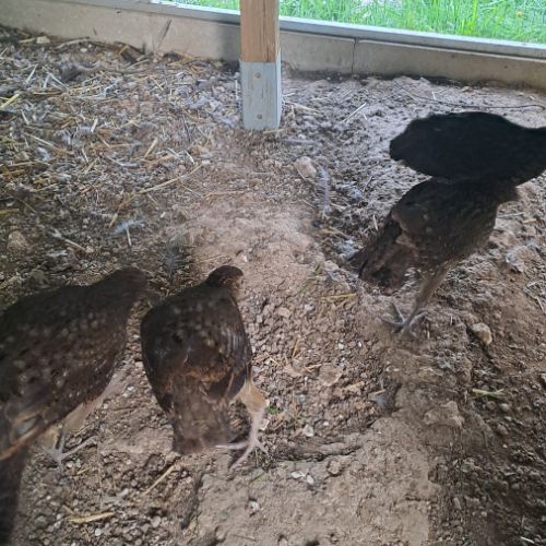 Tragopans temminck #2