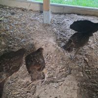 Tragopans temminck #2