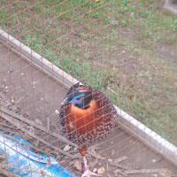 Tragopans temminck #3