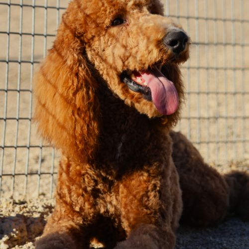 Magnifique jeune grand caniche fauve #2