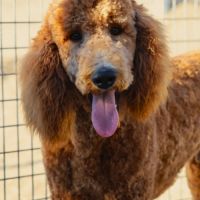 Magnifique jeune grand caniche fauve