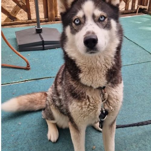 Chien shiva à l adoption