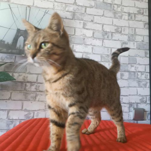 Adorable minette-romarine #2