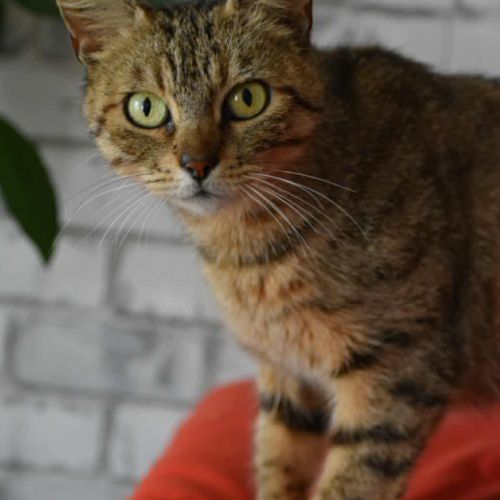 Adorable minette-romarine #3