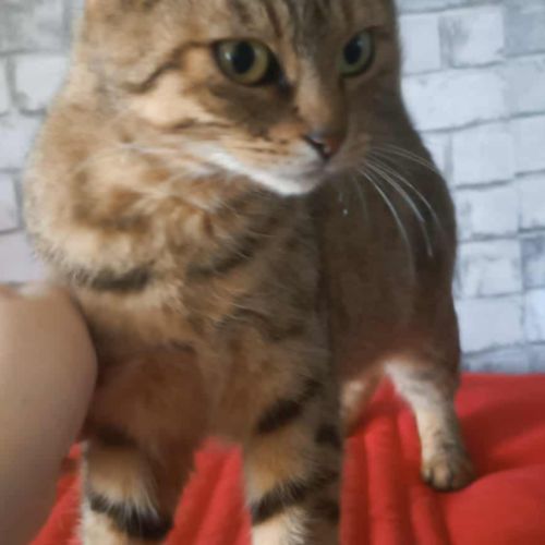 Adorable minette-romarine #4