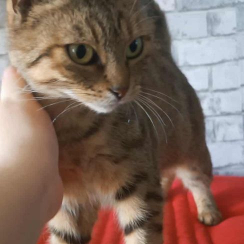 Adorable minette-romarine #5