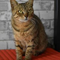 Adorable minette-romarine #0