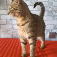 Adorable minette-romarine #6