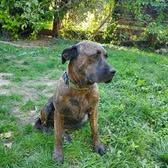 Chien ruby à l adoption #3