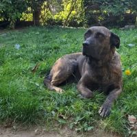 Chien ruby à l adoption