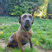 Chien ruby à l adoption #2