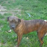 Chien ruby à l adoption #4