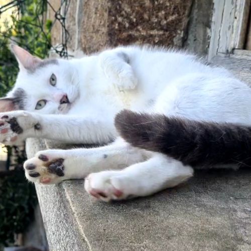 Jeune chat avec du caractère - belphégor