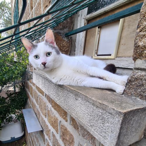 Jeune chat avec du caractère - belphégor #2