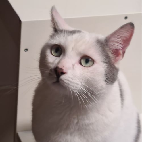 Jeune chat avec du caractère - belphégor #3