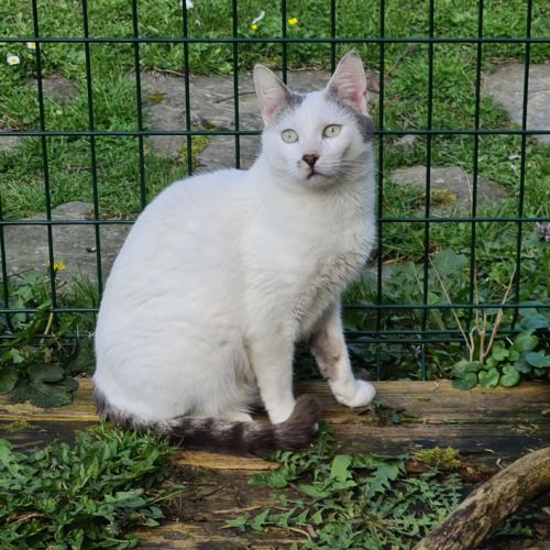 Jeune chat avec du caractère - belphégor #4