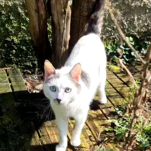 Jeune chat avec du caractère - belphégor #5