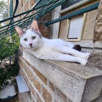 Jeune chat avec du caractère - belphégor #2