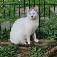 Jeune chat avec du caractère - belphégor #4