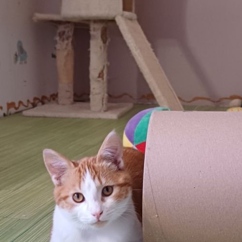 Jeune chat felv+ jujube #1