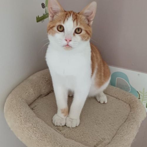 Jeune chat felv+ jujube #3