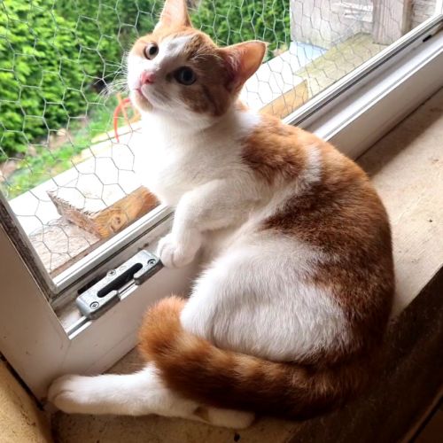 Jeune chat felv+ jujube #0