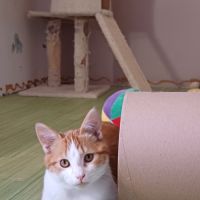 Jeune chat felv+ jujube #1