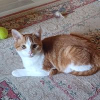 Jeune chat felv+ jujube #2