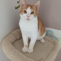 Jeune chat felv+ jujube #3