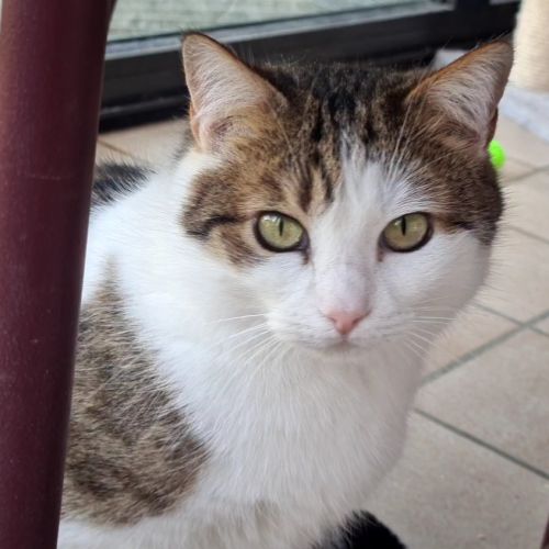 Chatte indépendante-lysandre #0