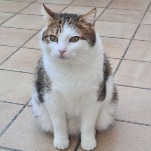 Chatte indépendante-lysandre #2