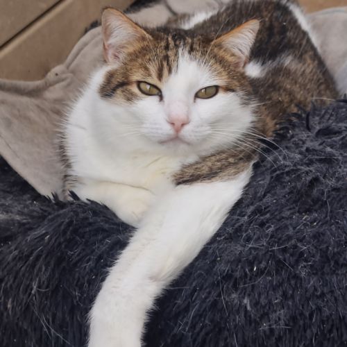 Chatte indépendante-lysandre #3