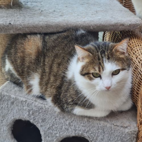 Chatte indépendante-lysandre #4