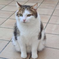 Chatte indépendante-lysandre #2