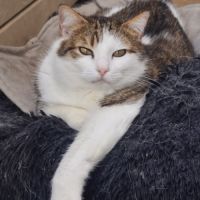 Chatte indépendante-lysandre #3