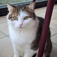 Chatte indépendante-lysandre #5