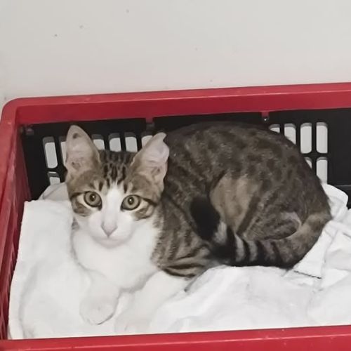 Chat bella à l adoption