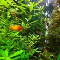 Platy rouges #1