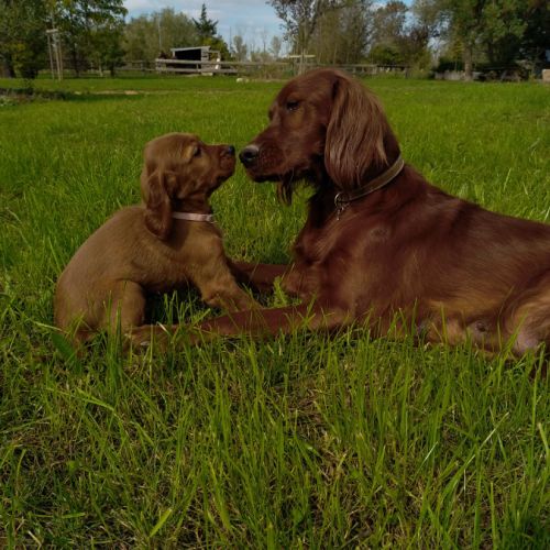 Chiot setter irlandais