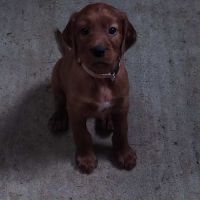 Chiot setter irlandais #1