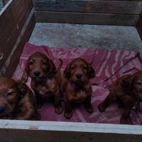 Chiot setter irlandais #2